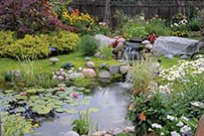 Ponds / Water Gardens